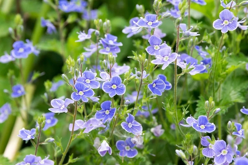 Veronica plant - most popular varieties grown in gardens