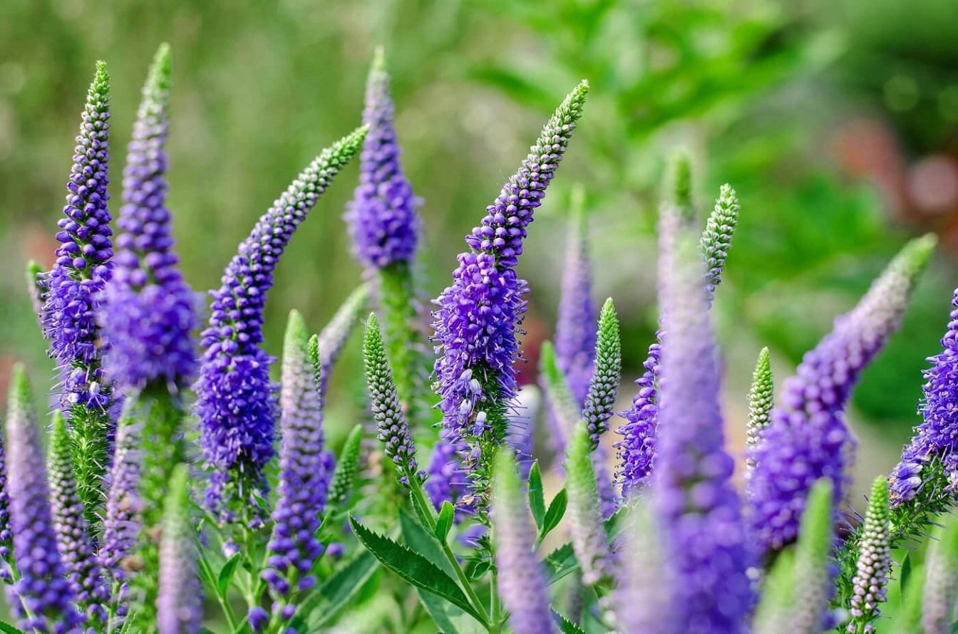 Speedwell Plant - Check How to Grow Beautiful Veronica Flowers