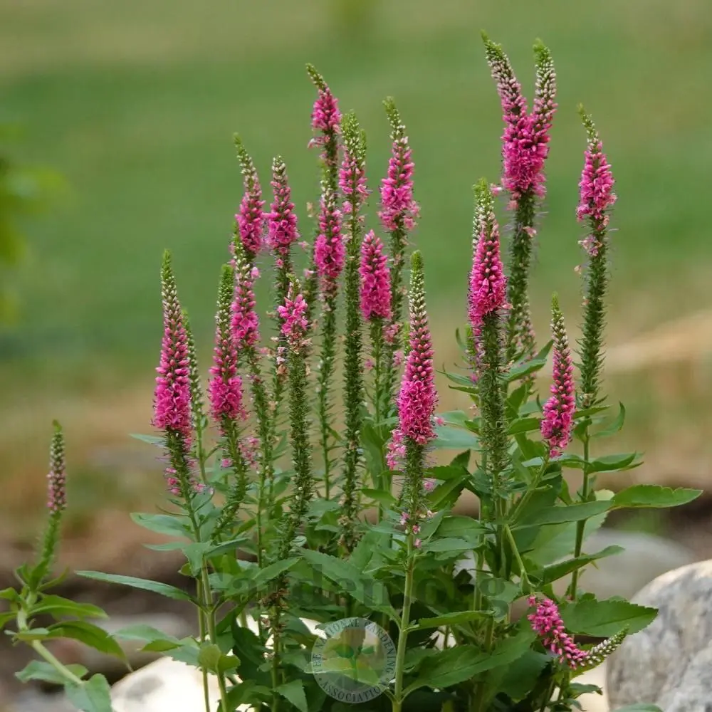 Fiore di Veronica - origini, aspetto e habitat naturale della pianta