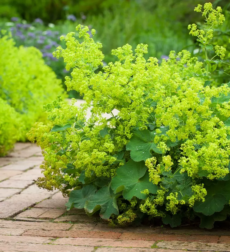 Lady's mantle – popular varieties