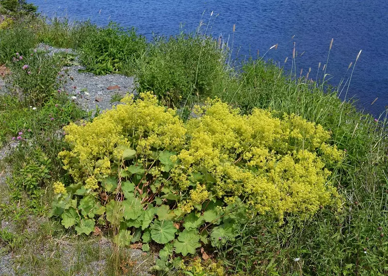 Lady's mantle – watering and fertilizing