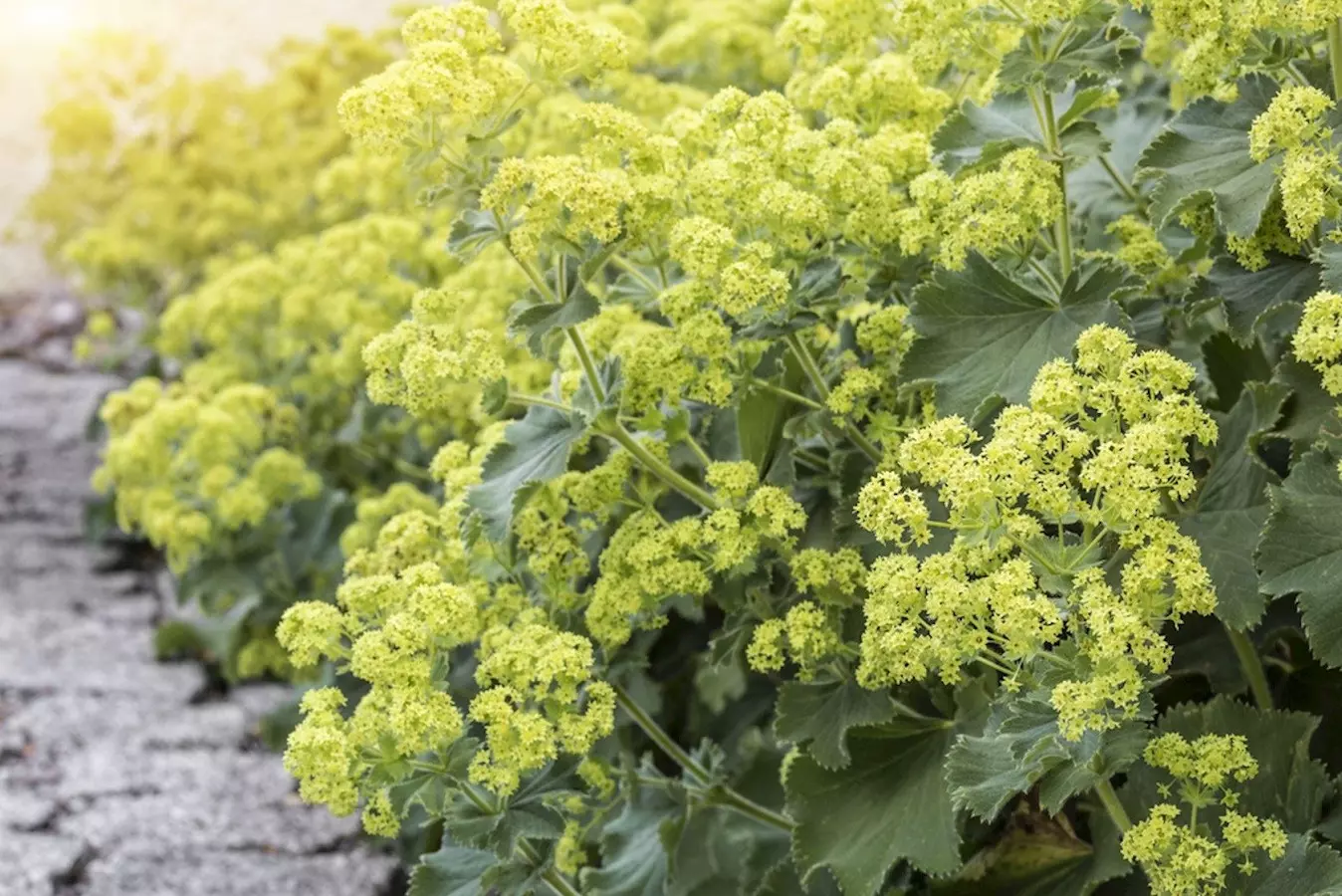 Guía para el Cuidado Manto de Dama - Hermosa flor de Muchos Beneficios