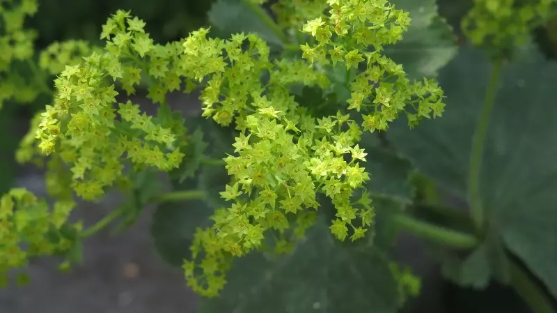 Manto de dama - ubicación y cuidados de la planta