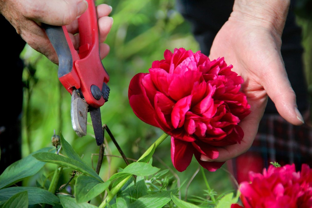 Le peonie hanno bisogno di pieno sole?