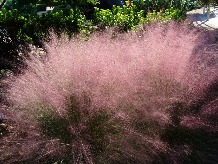 Muhilis (Muhlenbergia capillaris)