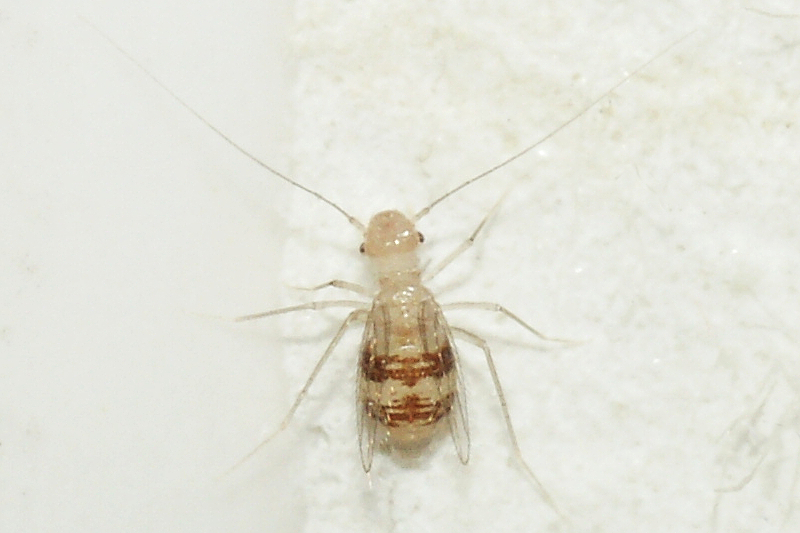 Booklice - bichos domésticos que viven en la cocina