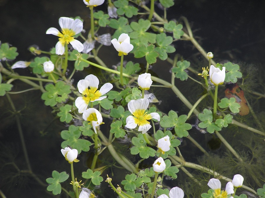 Piedi d'acqua bianchi (Ranunculus aquatilis)