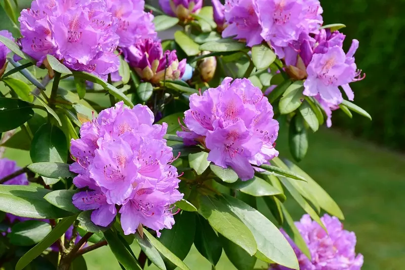 Rhododendron (Rododendro)