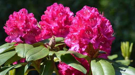 Planta de jardín rododendro