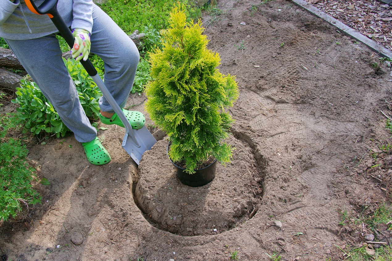 ¿Qué tipo de thuja debo elegir?