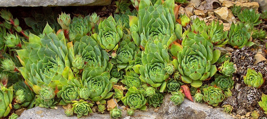 Puertas de casa (Sempervivum)