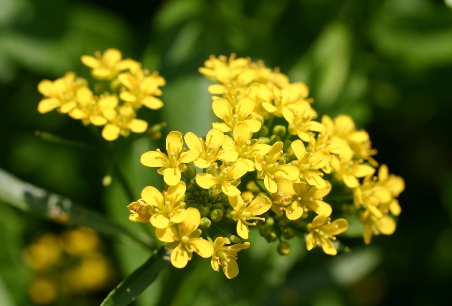 Berro amarillo (Rorippa amphibia)