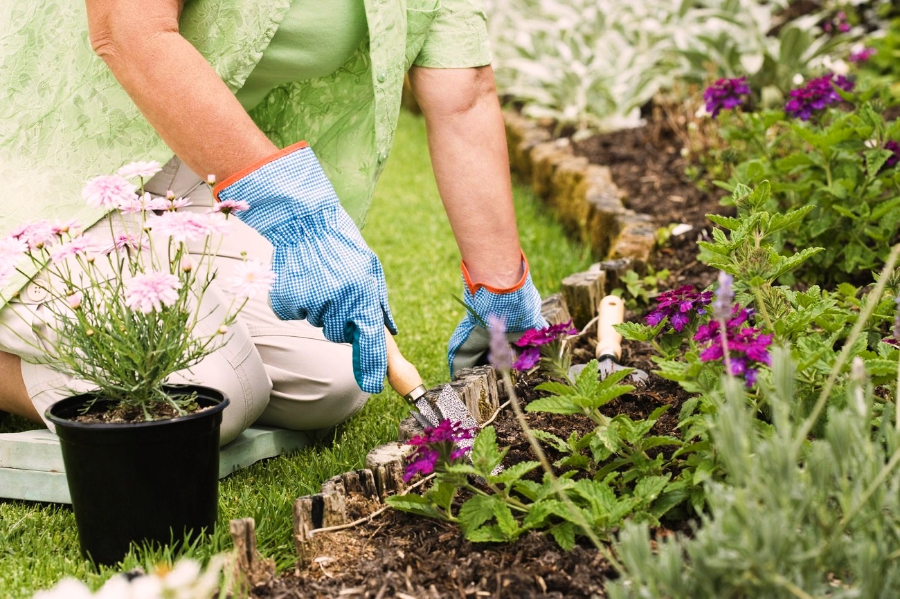 Popular Shade Plants - 4 Interesting Plants That Grow in Shade