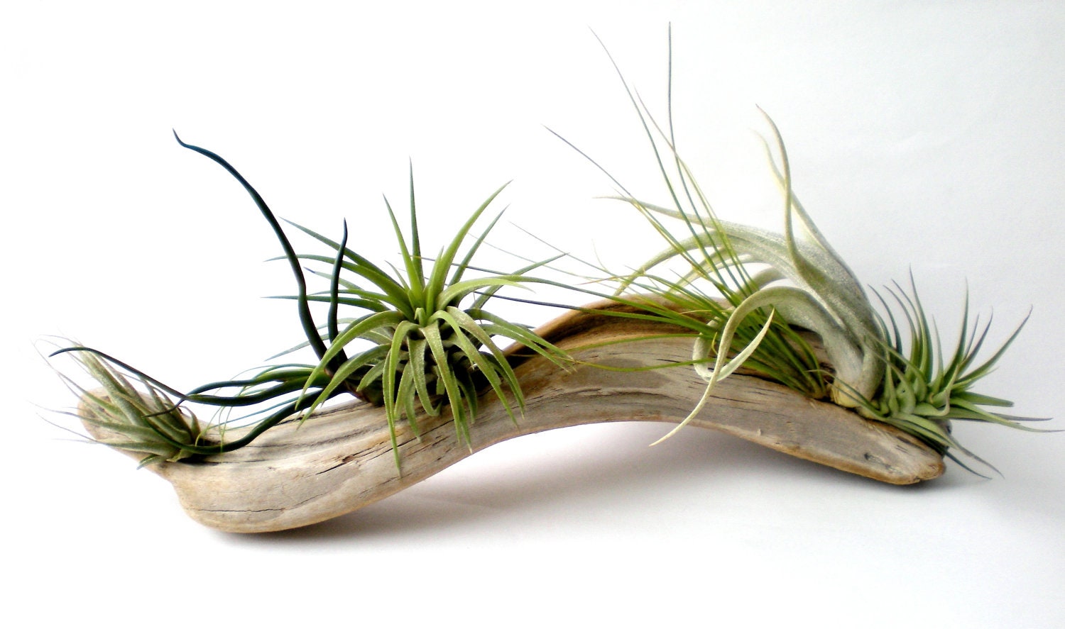 Tillandsias originales - plantas de aire en el baño