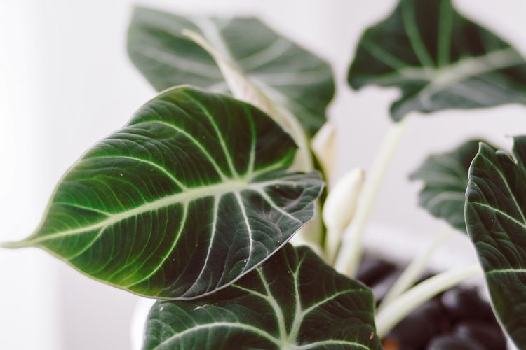 Las mejores plantas para un baño luminoso - Alocasia