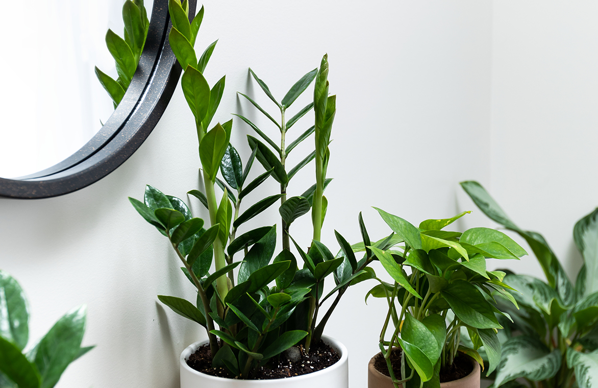 Plantas en el baño zamioculcas