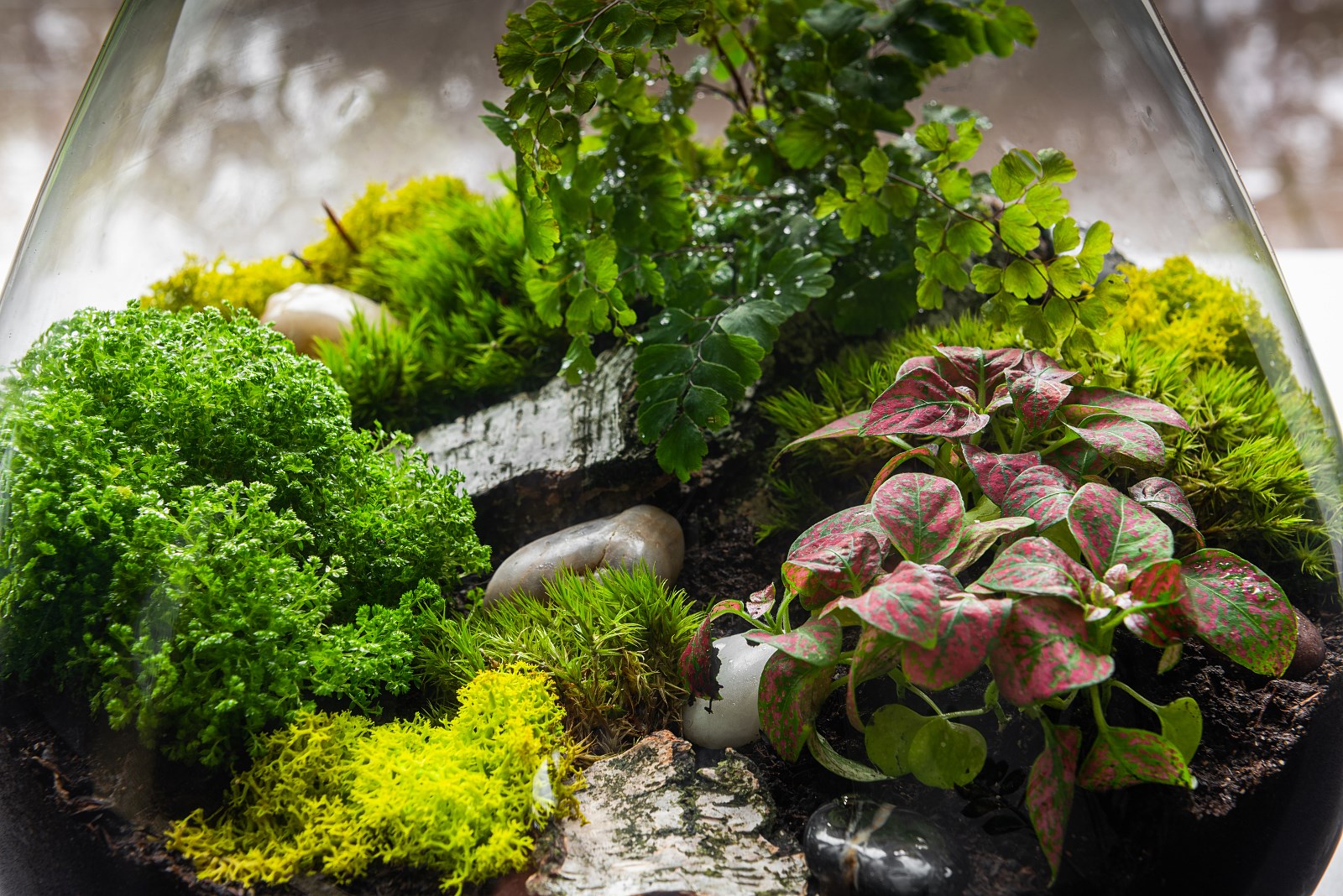 ¿Cómo elegir las plantas de terrario adecuadas?