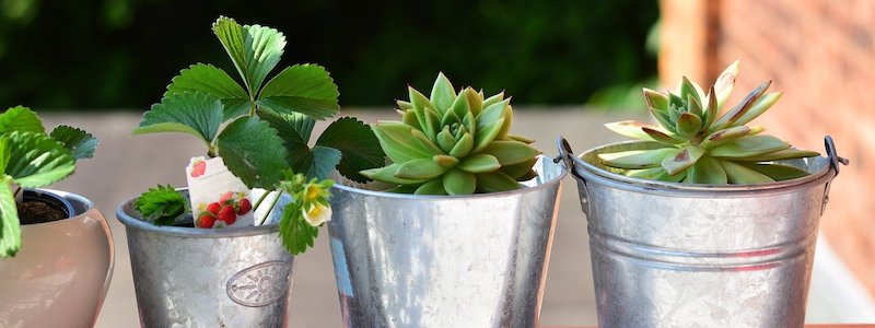 Plantas de balcón - hierba y hiedra