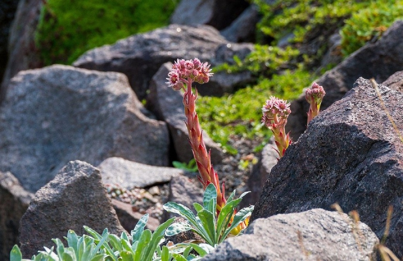 Plantas de Rocalla - 8 Fascinantes Ideas de Jardines de Rocas