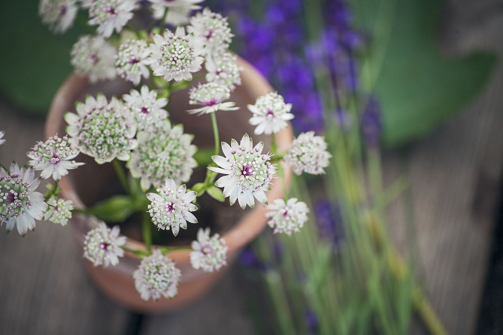 Comment se débarrasser des limaces dans le jardin ? Utilisez des plantes !