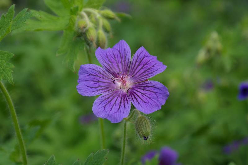 Quali sono le piante repellenti per zanzare più efficaci?