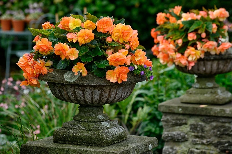 Cómo propagar las begonias