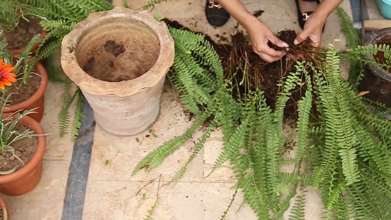 ¿Cómo se propagan las plantas de helecho?