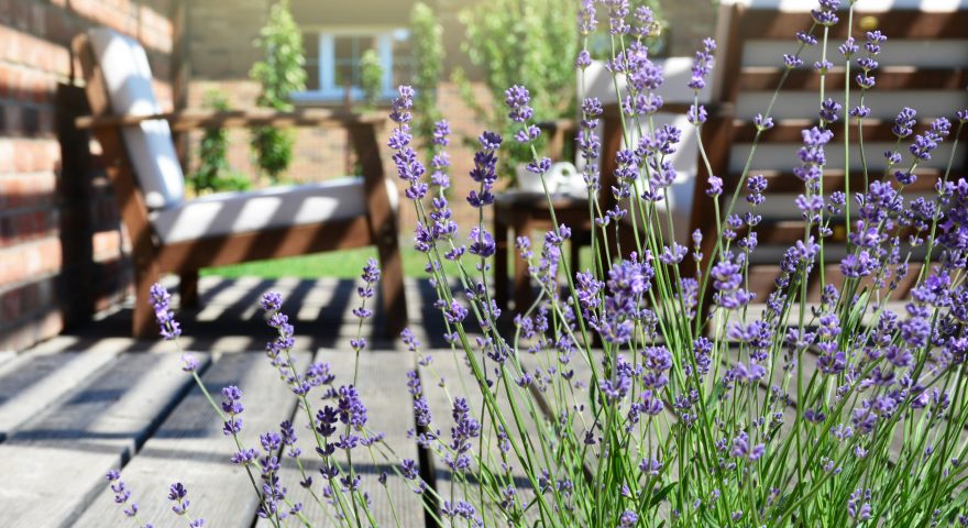 El cultivo de lavanda en casa - especie