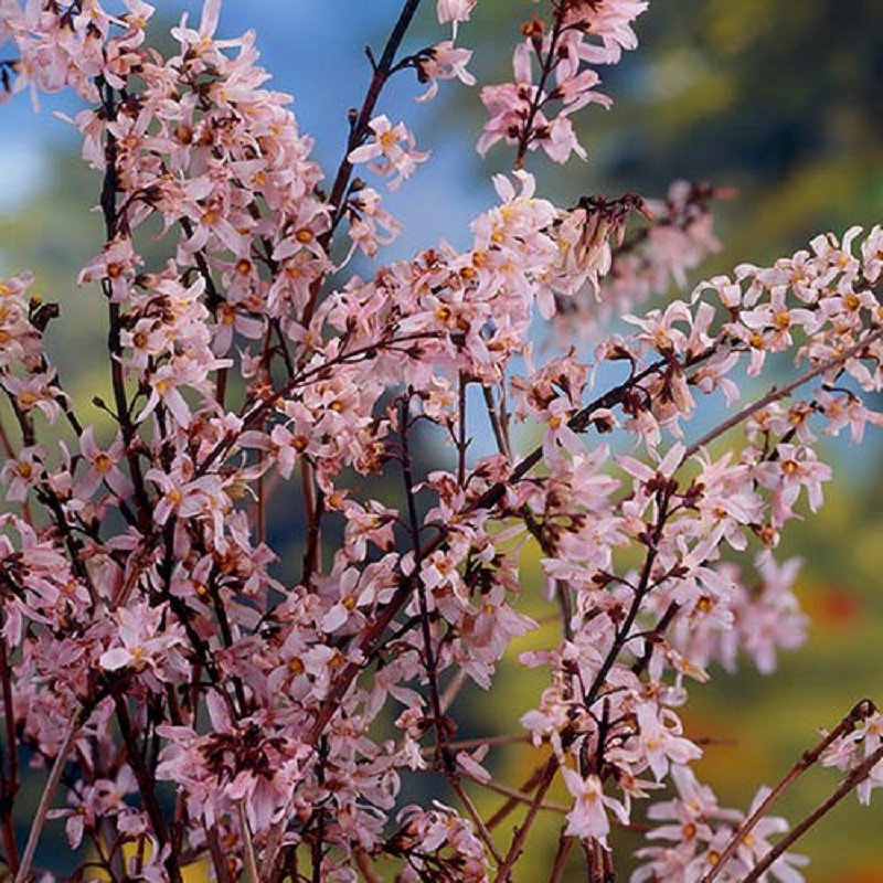 Arrosage du forsythia - à quelle fréquence faut-il arroser la plante ?