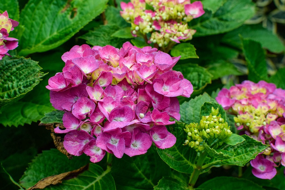 Da che parte della casa si piantano le ortensie?