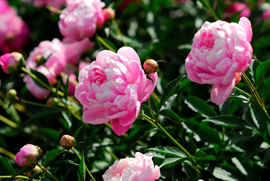 Peonie - fiori primaverili di maggio