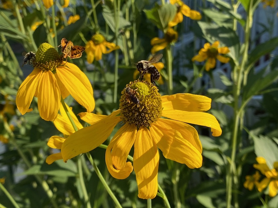 Rudbeckia - malattie e parassiti