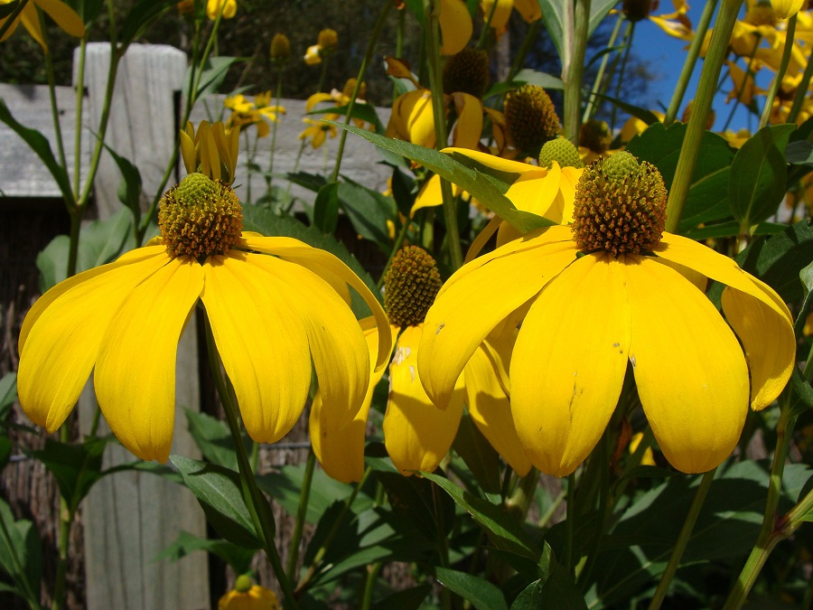 Rudbeckia - ¿qué tipo de planta es?