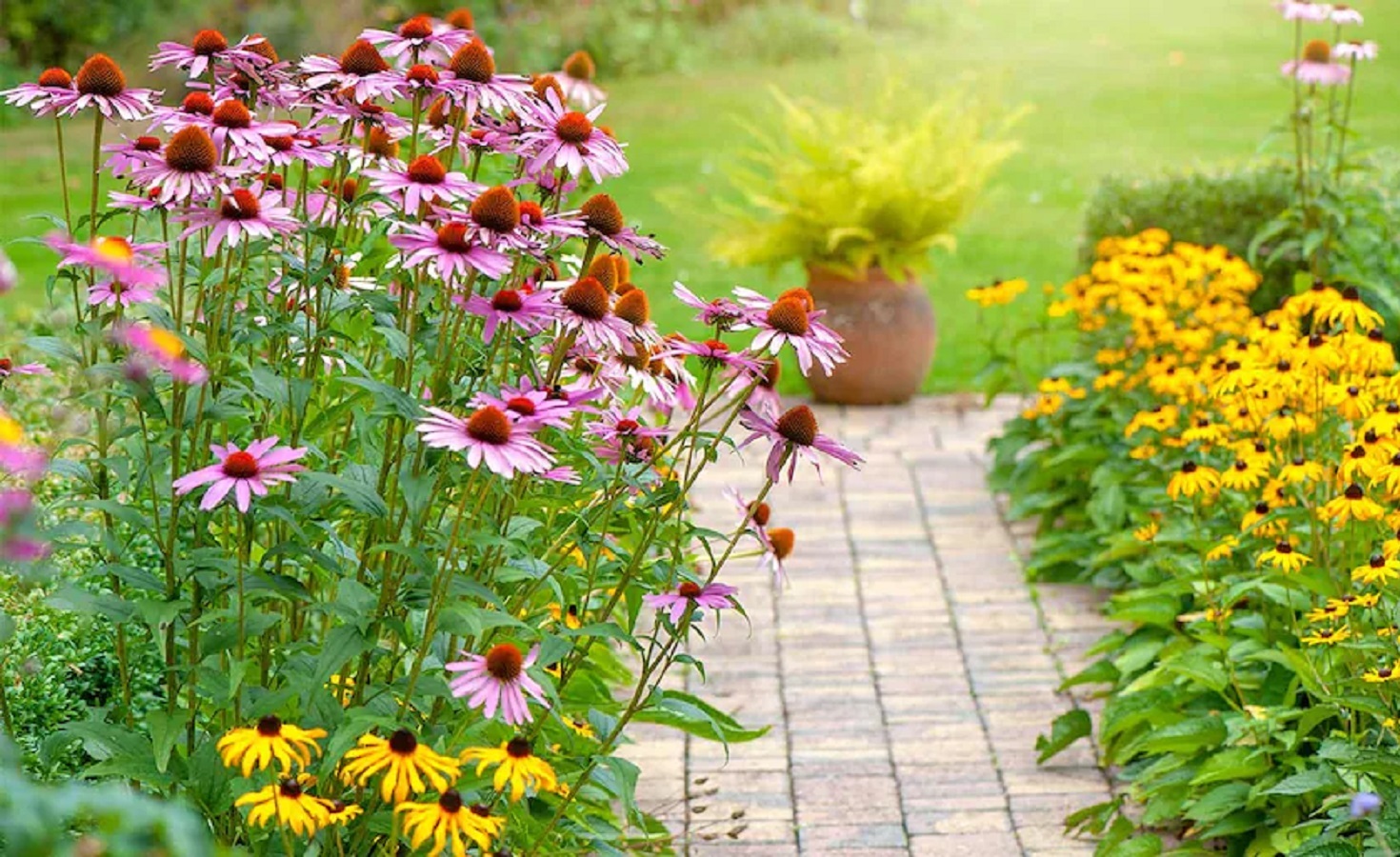 Wie Pflegt man Rudbeckia? Erfahren Sie Mehr über Rudbeckia-Sorten