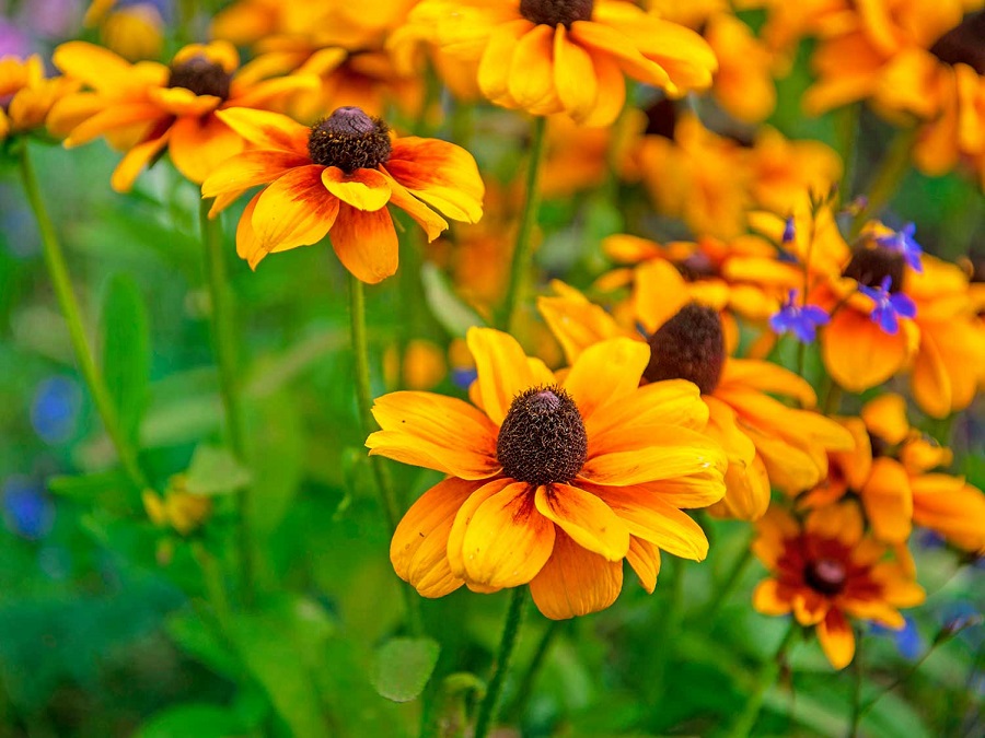 Rudbeckia - variedades que merecen la pena