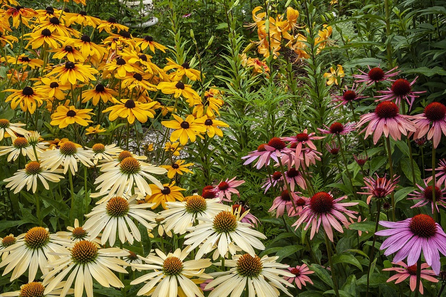 Rudbeckia - necesidades de cultivo y cuidados básicos