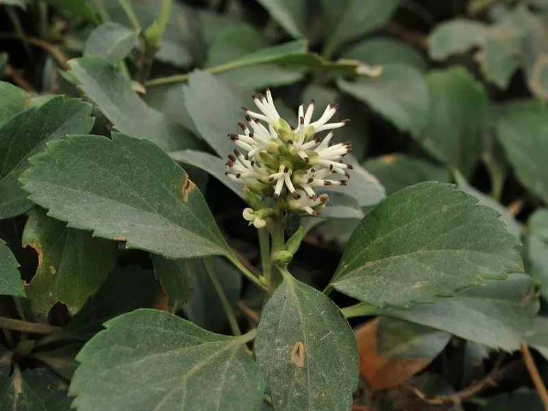 Pachysandra terminalis - prezzo