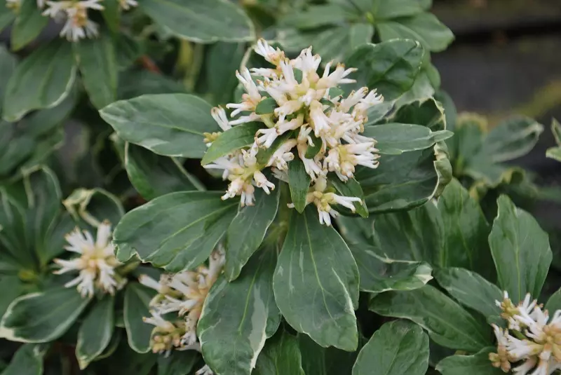 Pachysandra terminalis - was für eine Pflanze ist das und wofür ist sie bekannt?