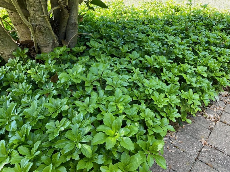 How to propagate Japanese spurge?