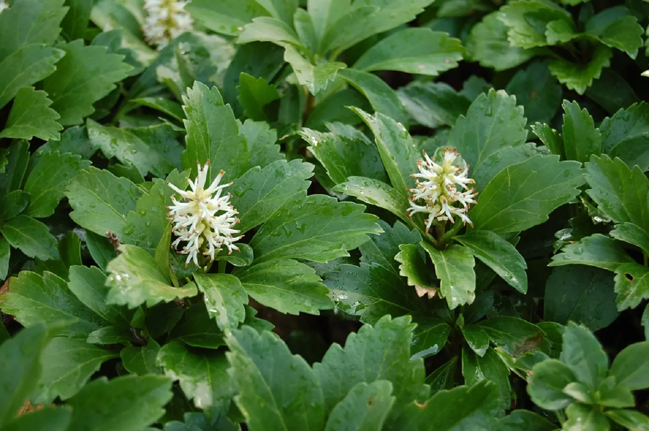 Pachysandra Terminalis - Cómo Cuidar la Planta de Tártago Japonés