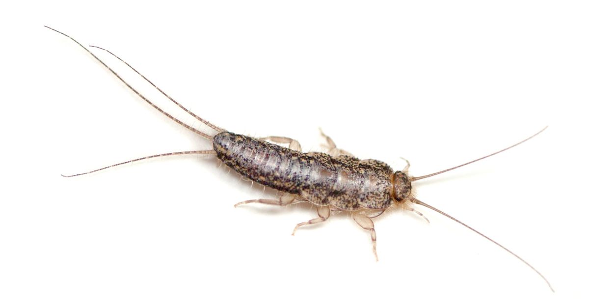 Silverfish - piccoli e astuti insetti domestici