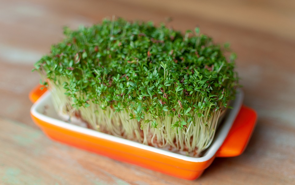 Growing cress on gauze