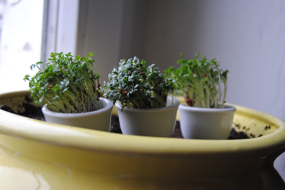 How to grow garden cress?