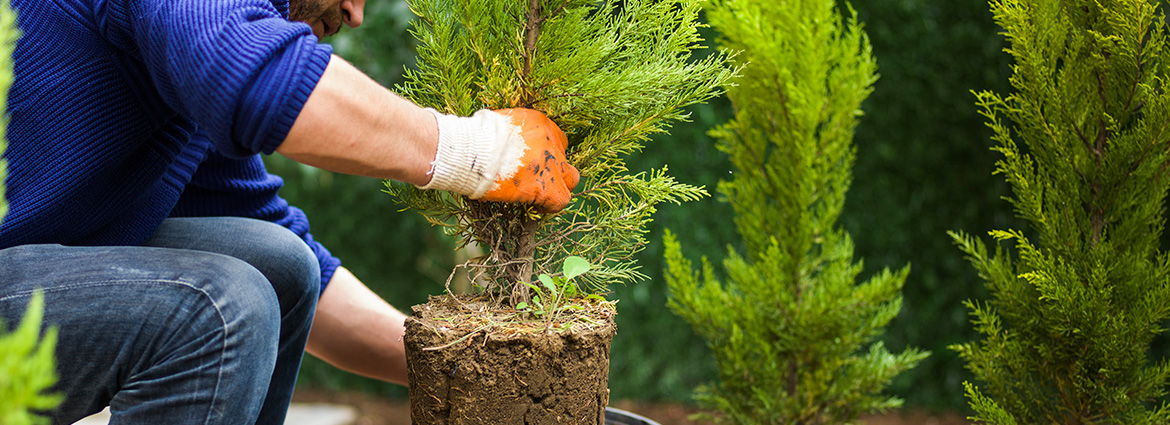 What to keep in mind when planting thuja trees?