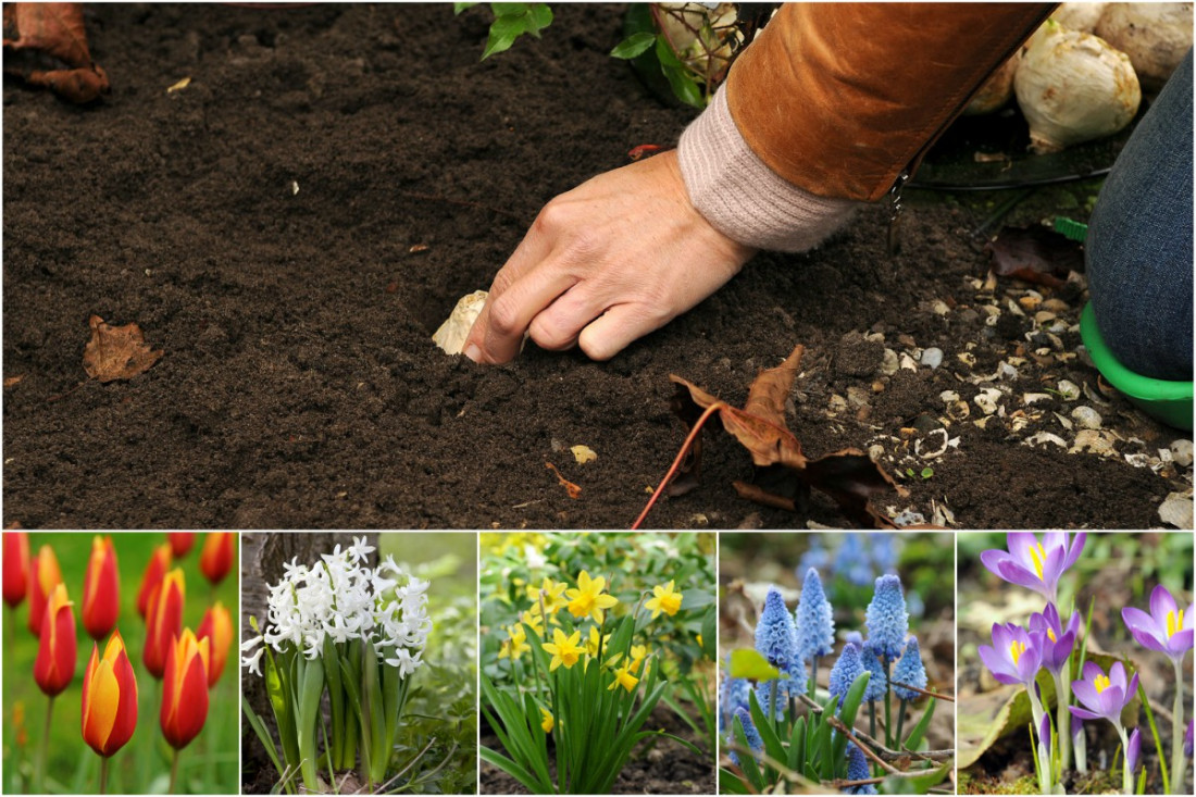 Fiori di primavera - un risveglio colorato dopo l'inverno