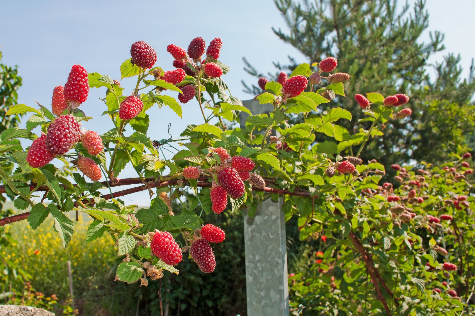 Come Coltivare i Lamponi? Fatti che Ogni Giardiniere Dovrebbe Conoscere