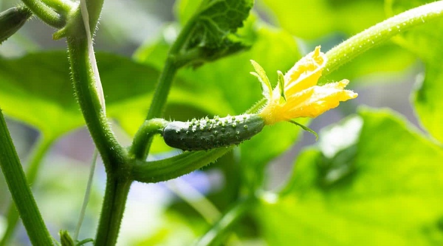 Plantar pepinos en el suelo