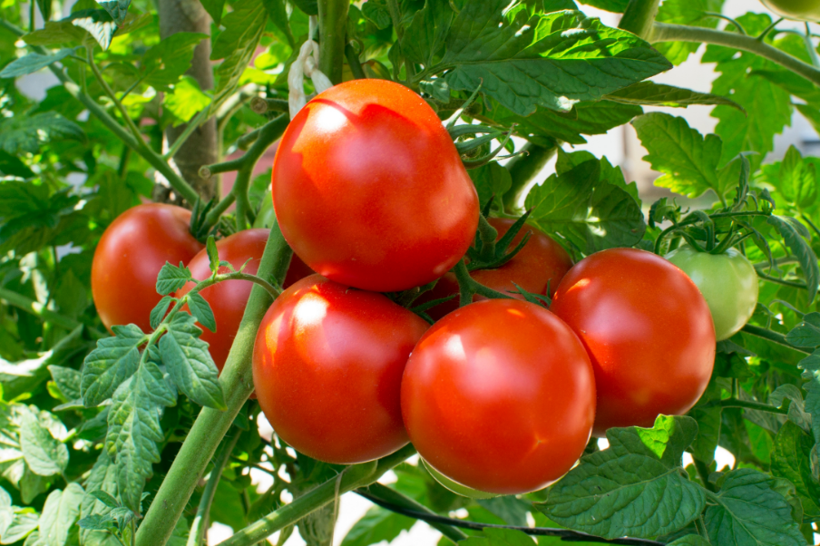 Cultivo de tomates: ¿cómo prevenir las enfermedades del tomate?