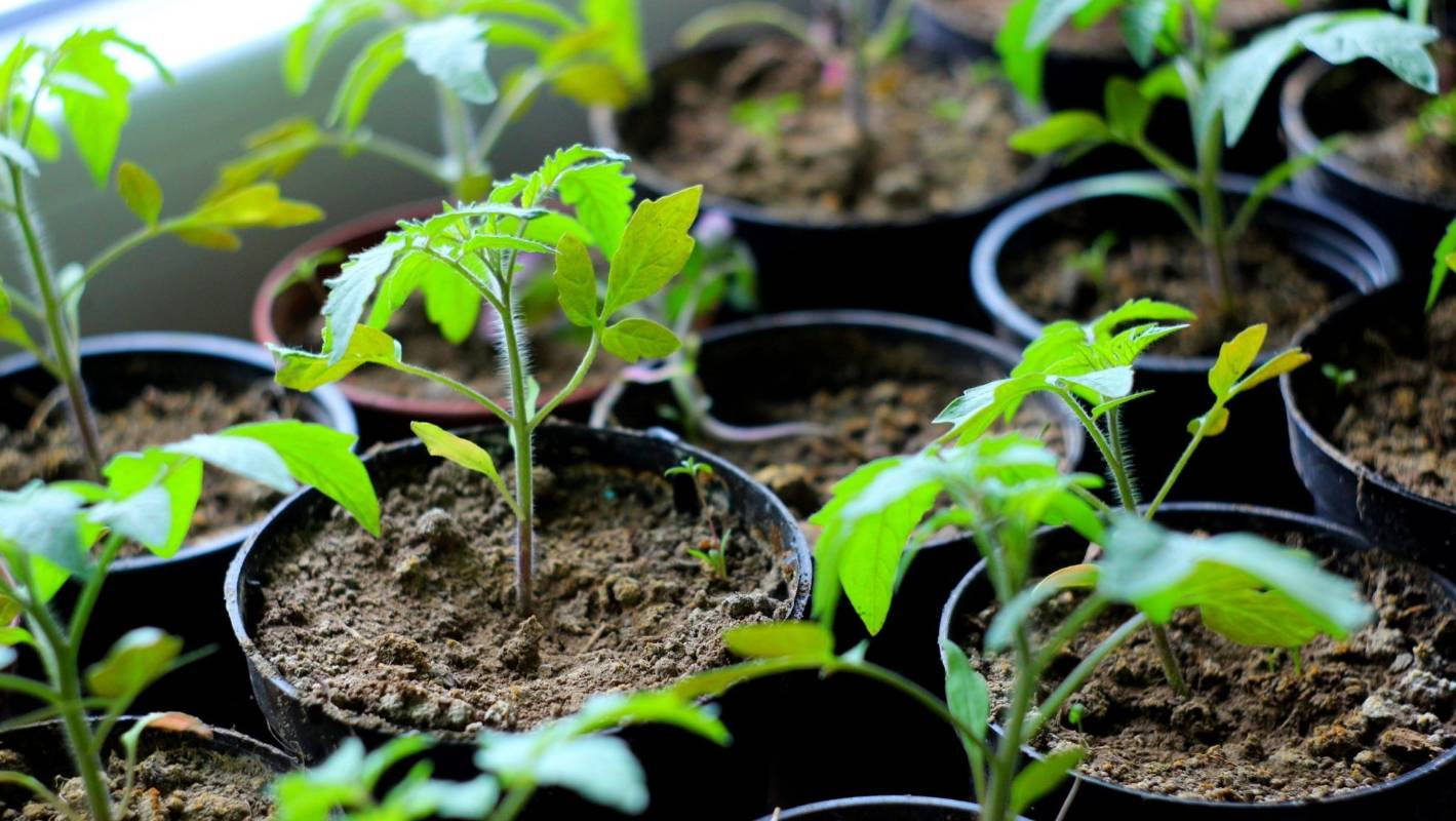 Culture de tomates à partir de graines - comment faire pousser des plants de tomates ?