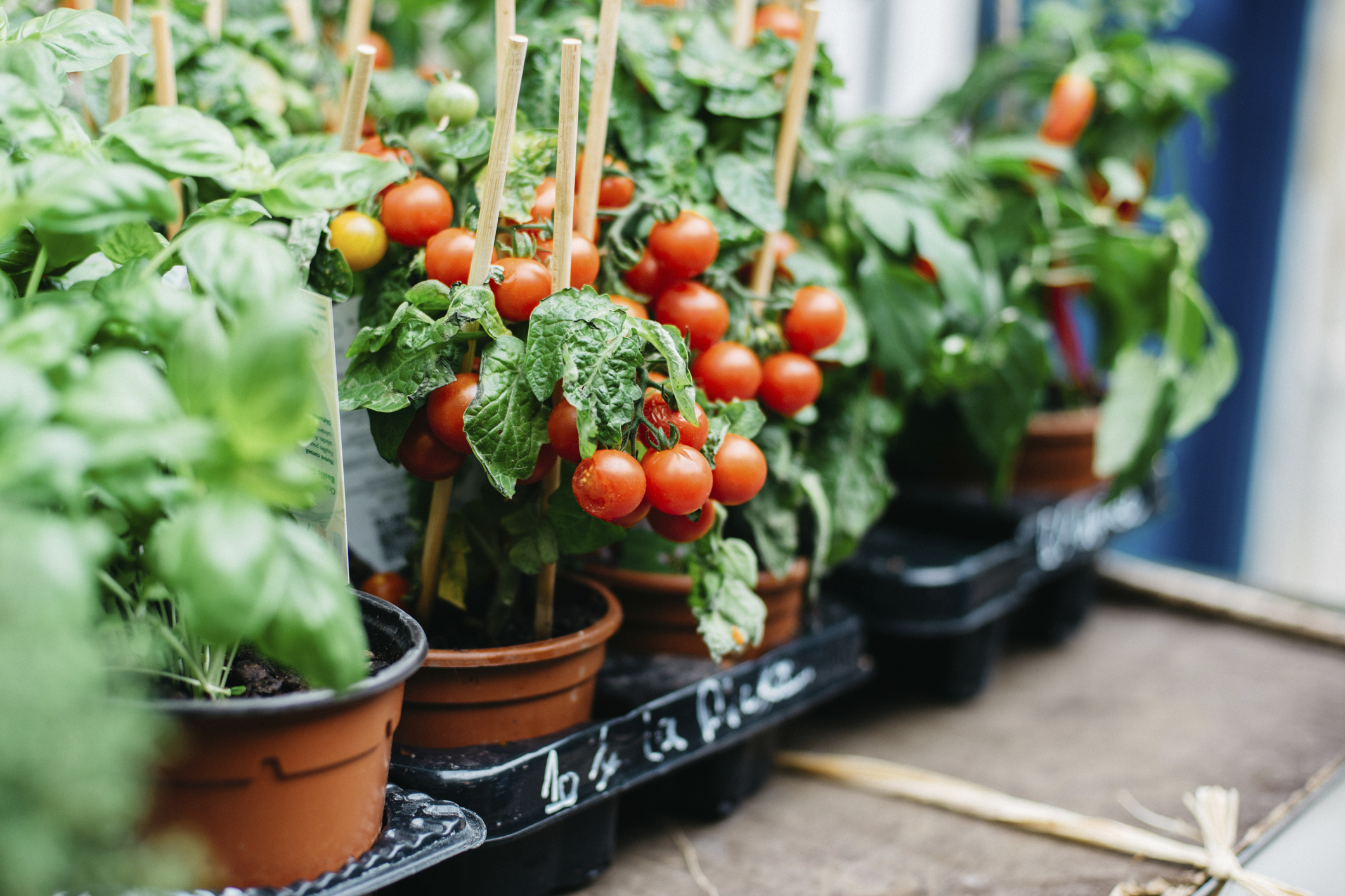 Quando Piantare i Pomodori? Come Coltivare i Pomodori Passo Dopo Passo